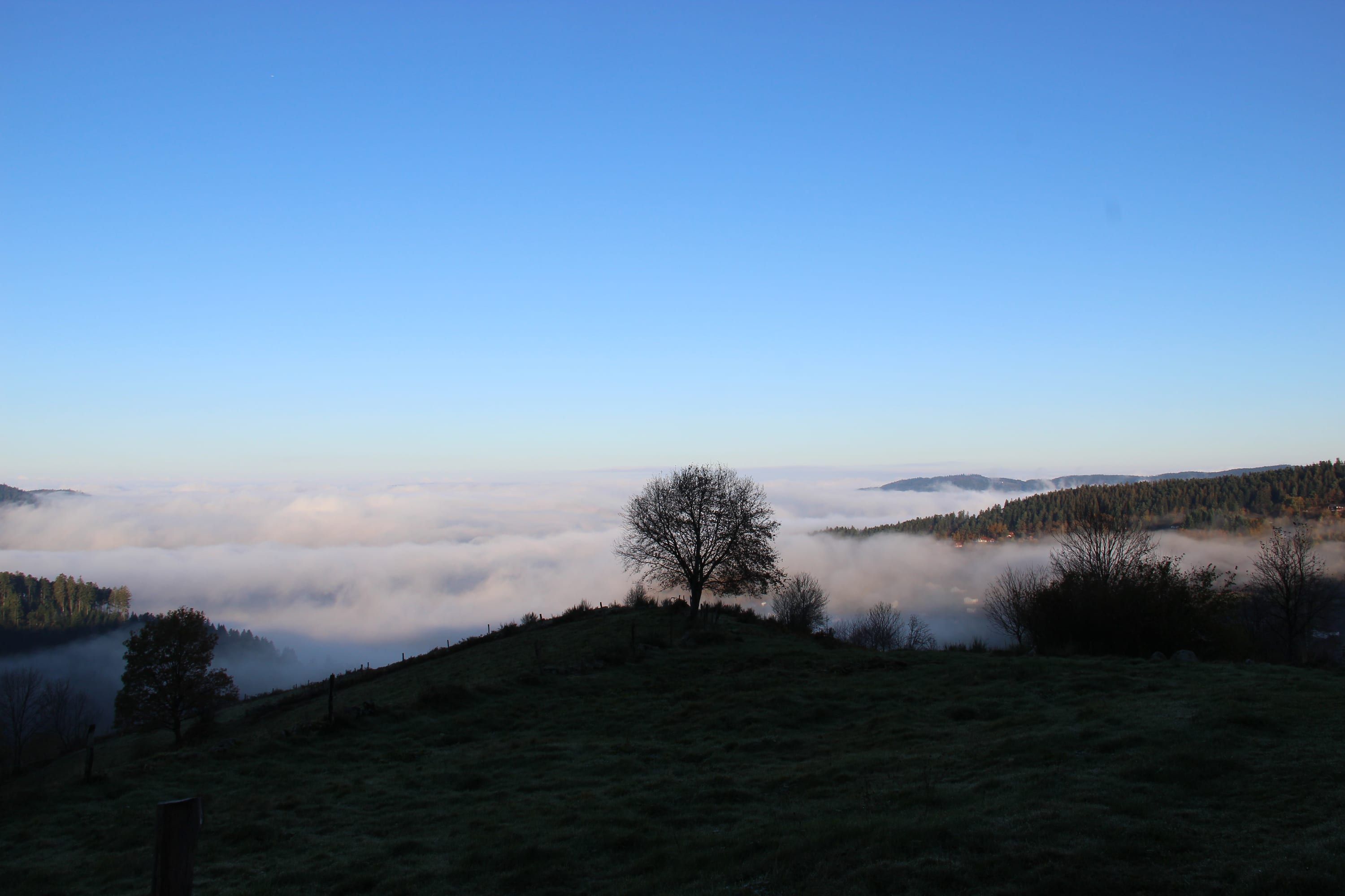 Un arbre seul au-dessus de la mer de nuages