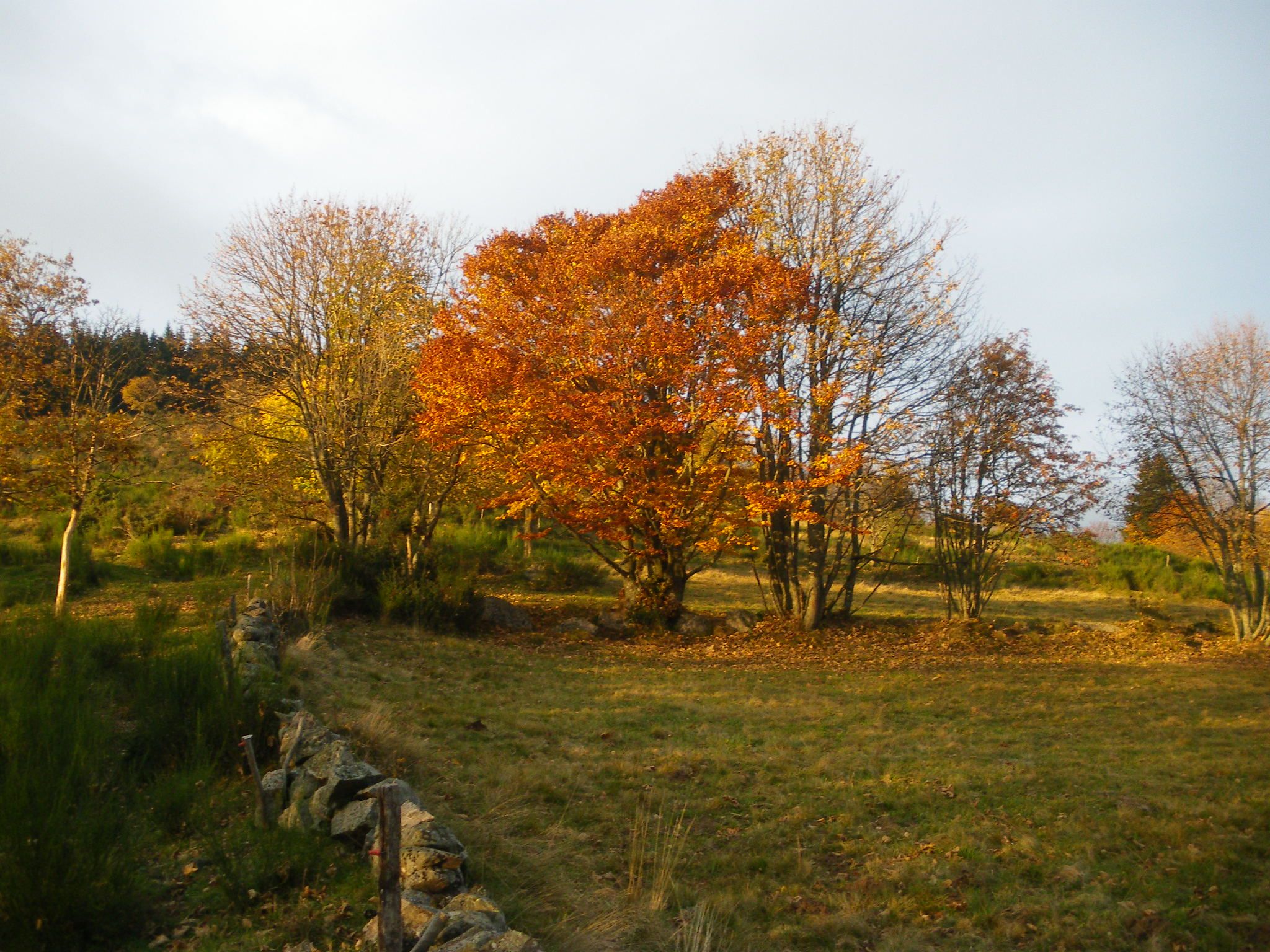 Arbres d'automne le long d'un muret