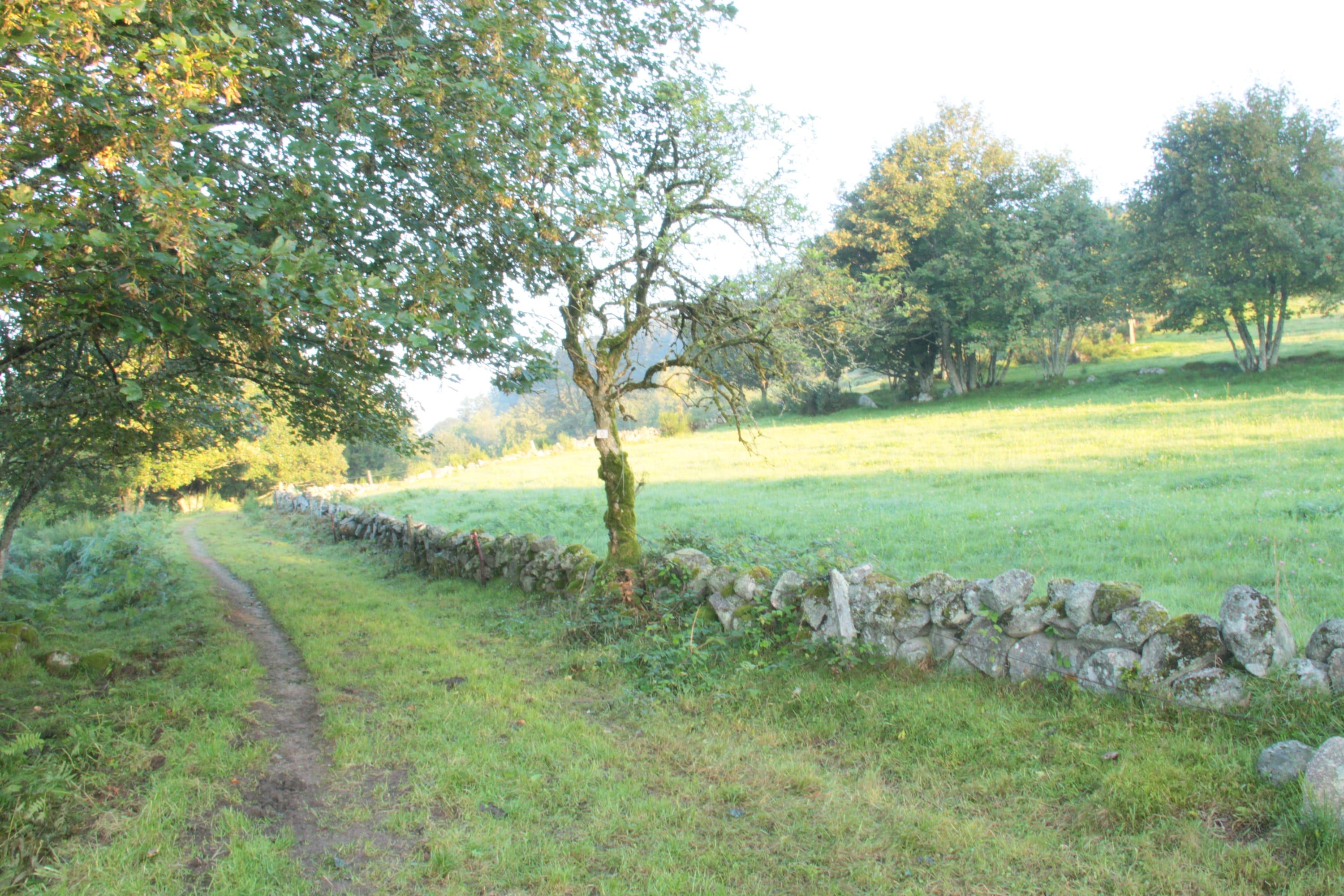 Un chemin le long d'un muret de pierres