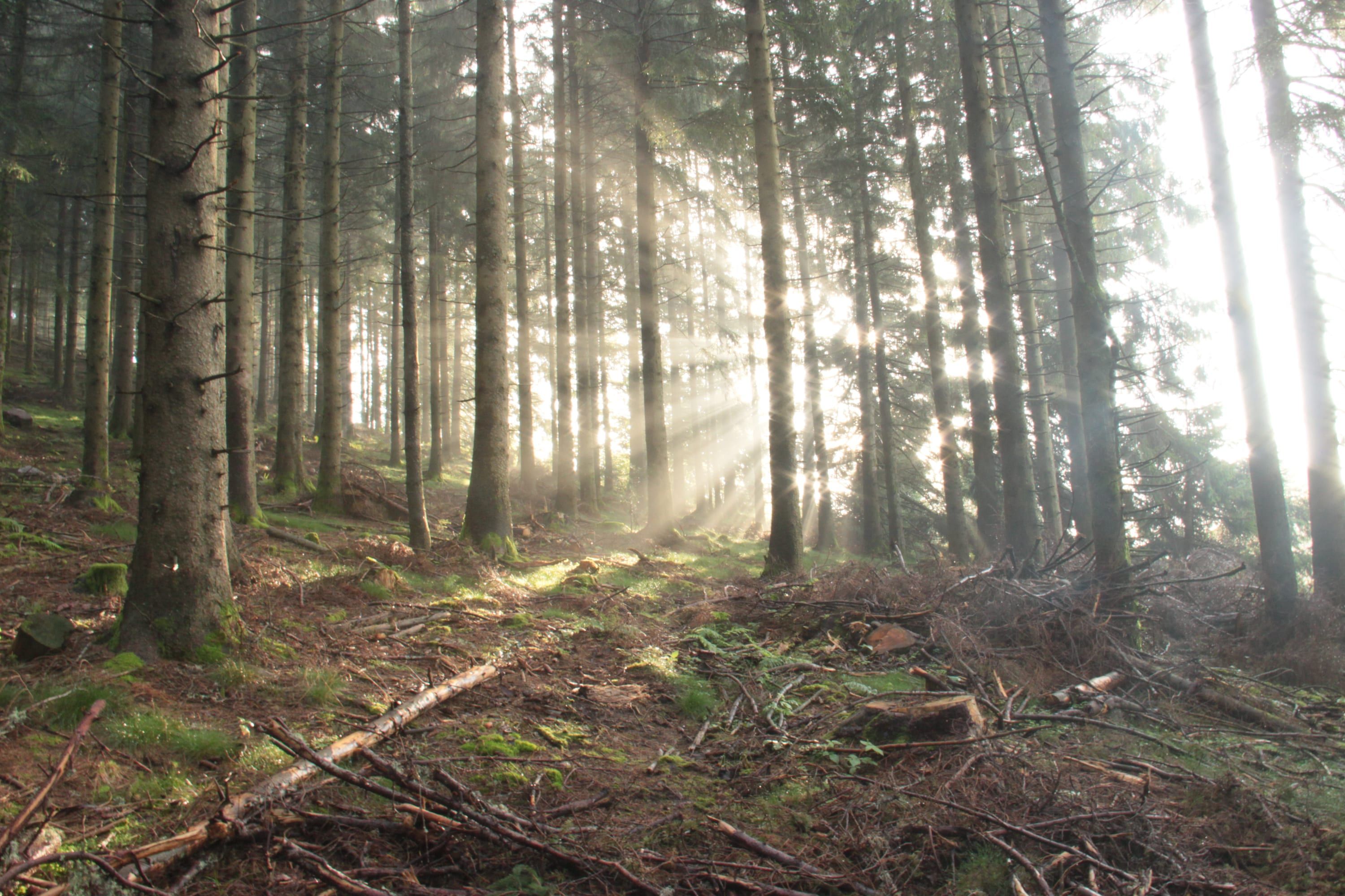 Les rayons du soleil dans la forêt