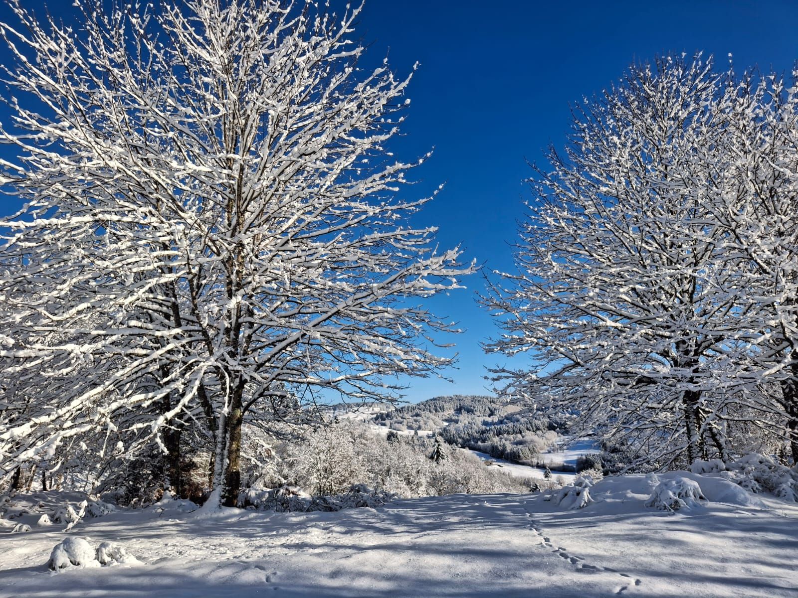 Arbres couverts de neige sous le ciel bleu